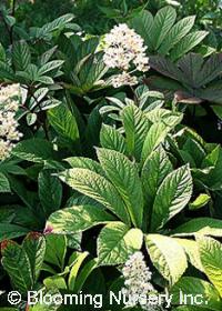 Rodgersia x henrici                    